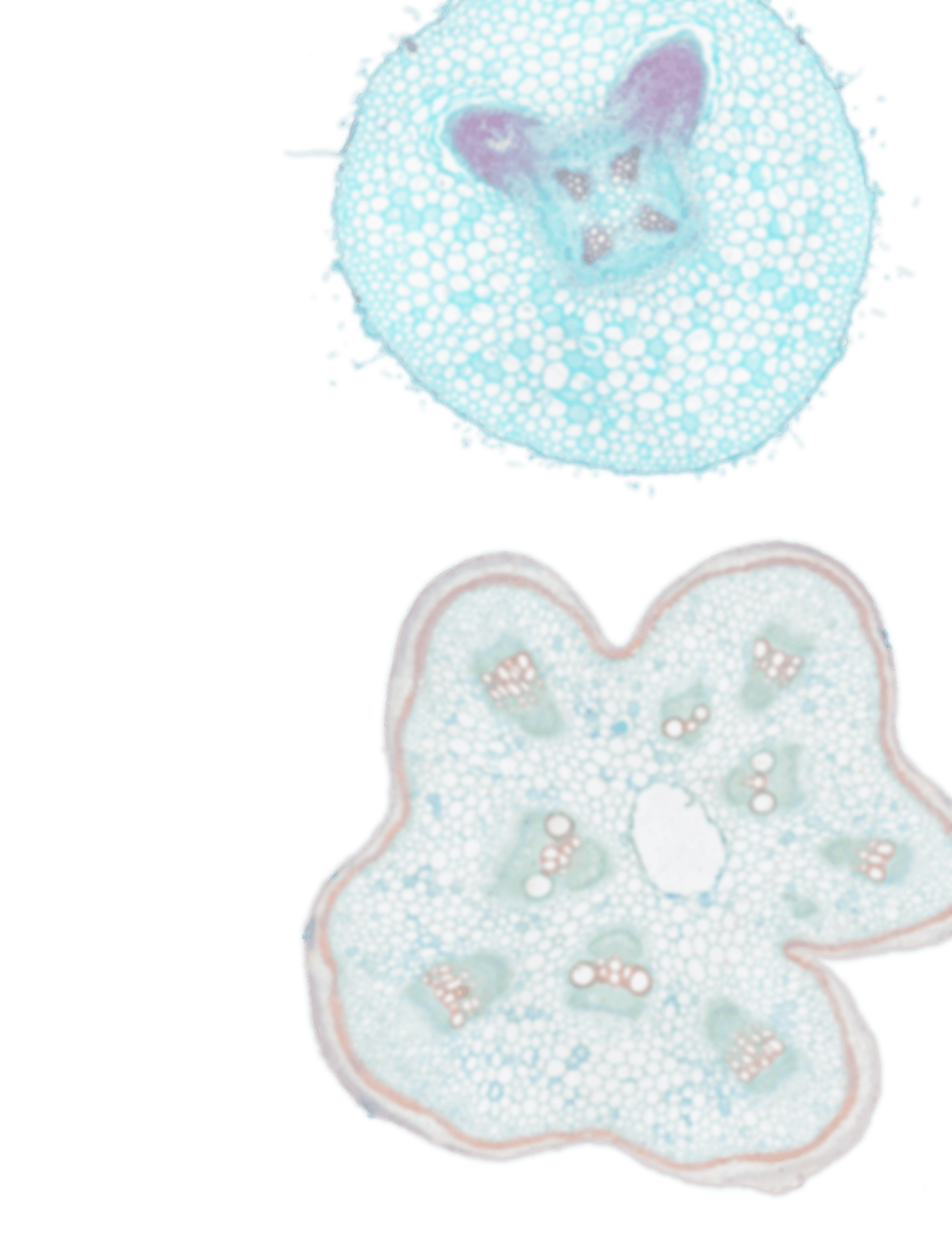 Microscope